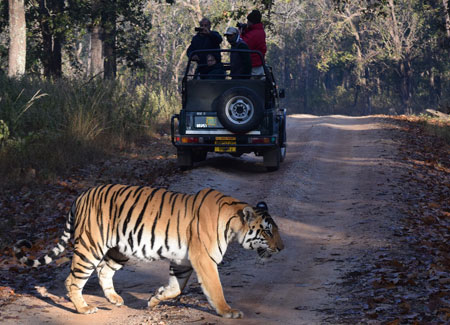 Indian Wildlife Tour
